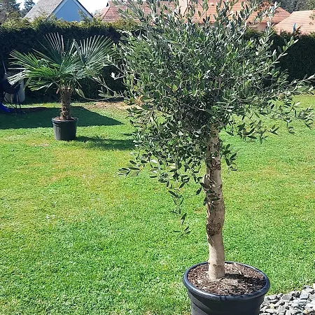 Sonnenblume Beheizter Pool *