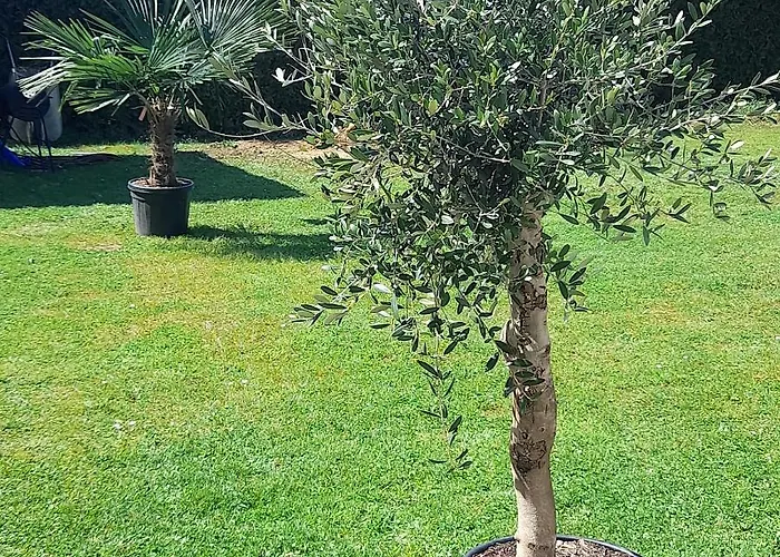 Sonnenblume Am Klopeiner *